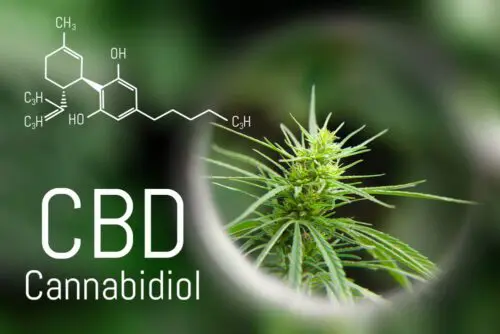 Cannabidiol
