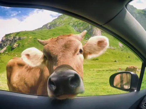 Tierhalterhaftung - Beschädigung eines geparkten Kraftfahrzeugs beim Kuhabtrieb