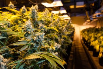 Bestrafung wegen des Besitzes von Marihuana zum Eigengebrauch