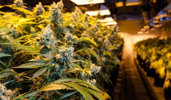 Bestrafung wegen des Besitzes von Marihuana zum Eigengebrauch