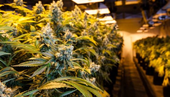 Bestrafung wegen des Besitzes von Marihuana zum Eigengebrauch