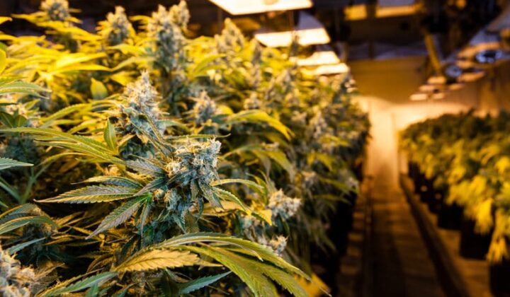 Bestrafung wegen des Besitzes von Marihuana zum Eigengebrauch
