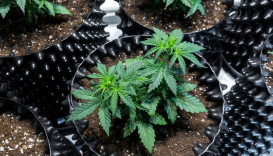 Strafbarkeit des Anbaus von Cannabis zur Eigennutzung bei Schmerzpatienten