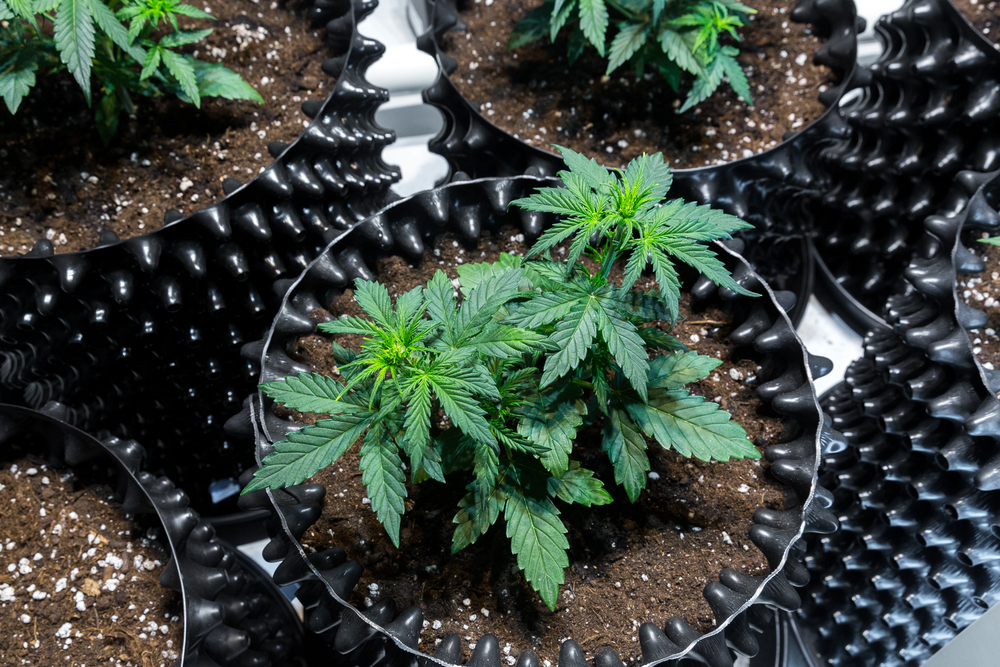 Strafe Für Cannabis Anbau: Was Sie Erwartet 1 Strafe für Cannabis Anbau: Was Sie erwartet