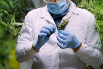 Strafzumessung wegen unerlaubten Besitzes und unerlaubten Anbaus von Betäubungsmitteln