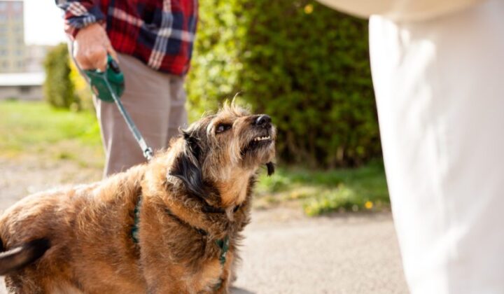 Fahrlässige Körperverletzung – Aufsichtspflichten eines Hundehalters