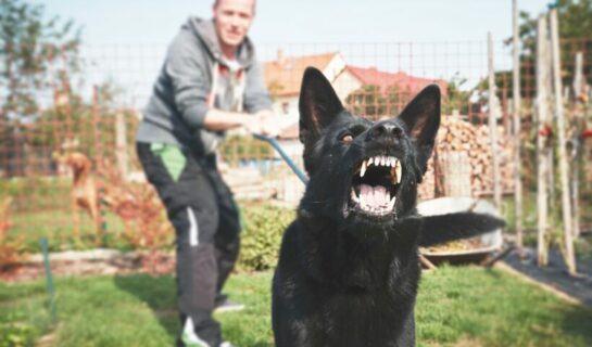 Strafbarkeit Hundehalter wegen fahrlässiger Körperverletzung für Bissverletzung