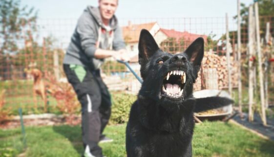 Strafbarkeit eines Hundehalters wegen fahrlässiger Körperverletzung für Bissverletzung