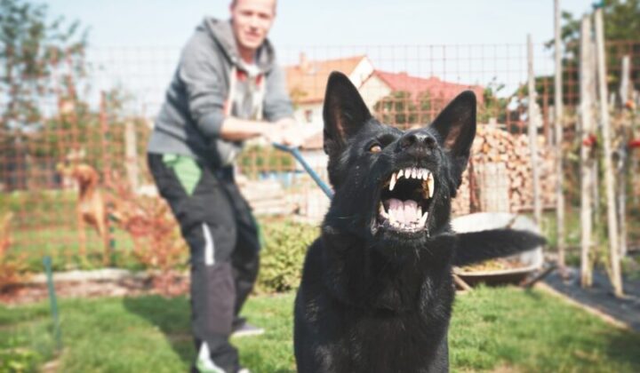 Strafbarkeit Hundehalter wegen fahrlässiger Körperverletzung für Bissverletzung