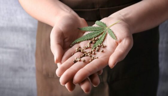 Hanfsamen und Cannabissamen bestellen - Strafbarkeit