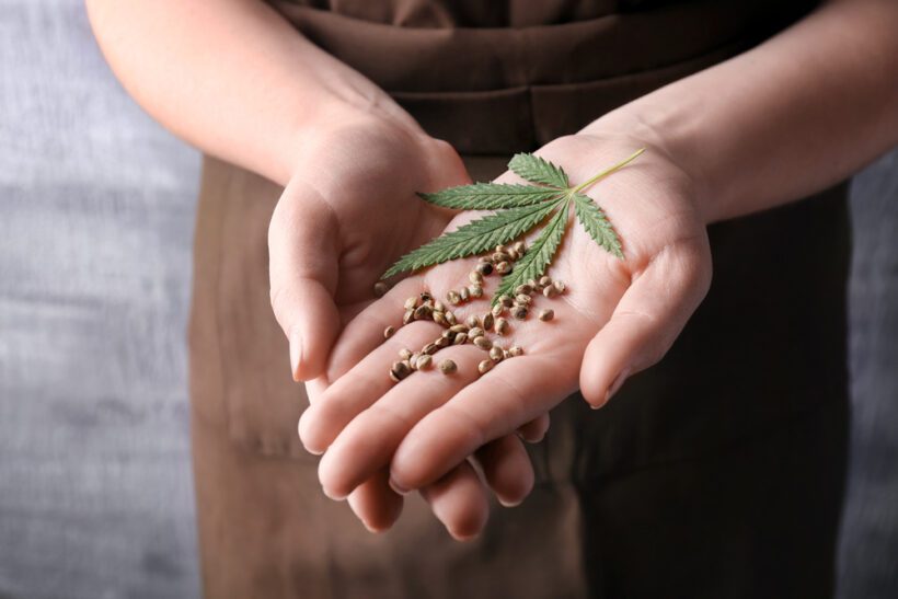Cannabis-Samen in Hanfsamen Marihuana-Samensaat Auf Sack Mit