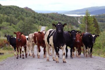 Fahren ohne Fahrerlaubnis – Notstand bei Verfolgung einer ausgebüxten Kuhherde
