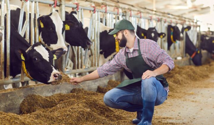 Verhängung einer Geldstrafe wegen Misshandlung einer Kuh