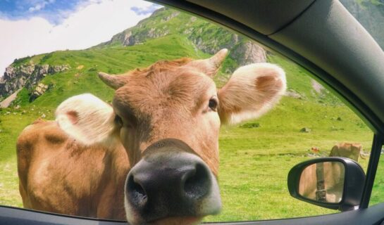 Tierhalterhaftung – Beschädigung eines geparkten Kraftfahrzeugs beim Kuhabtrieb