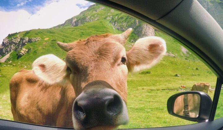 Tierhalterhaftung – Beschädigung eines geparkten Kraftfahrzeugs beim Kuhabtrieb