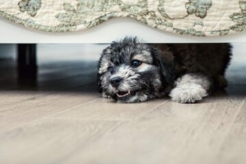 Fahrlässige Körperverletzung durch Unterlassen – unbeaufsichtigt in Wohnung laufender Hund