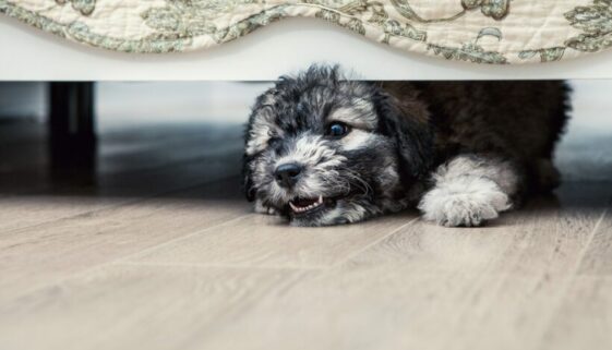 Fahrlässige Körperverletzung durch Unterlassen - unbeaufsichtigt in Wohnung laufender Hund