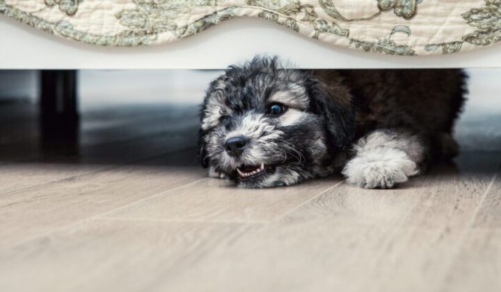 Fahrlässige Körperverletzung durch Unterlassen – unbeaufsichtigt in Wohnung laufender Hund